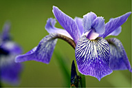 אירוס הגלבוע