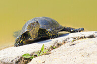 בשורות טובות מדרך הבשור