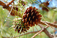 הר הכרמל וסביבותיו