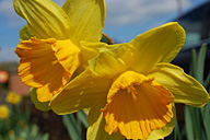 חורבות ונרקיסים