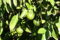 טיול באיזור הרי יהודה