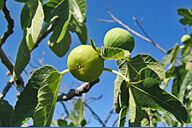 יער ירושלים