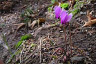 מצד האבירים