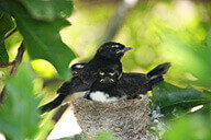מסלול צפרות