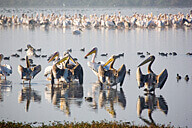 מעוף הציפור