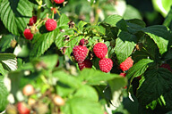 נחל זוויתן עליון