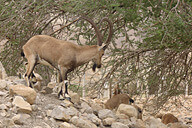 עין בוקק-בחלקו המזרחי של מדבר יהודה