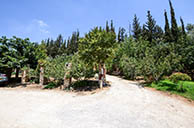 קברות המכבים