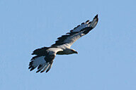 שמורת טבע גמלא