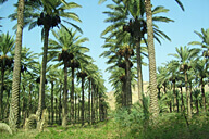 שקיעה מול אילת