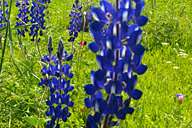 תורמוס ההרים בנחל תבור