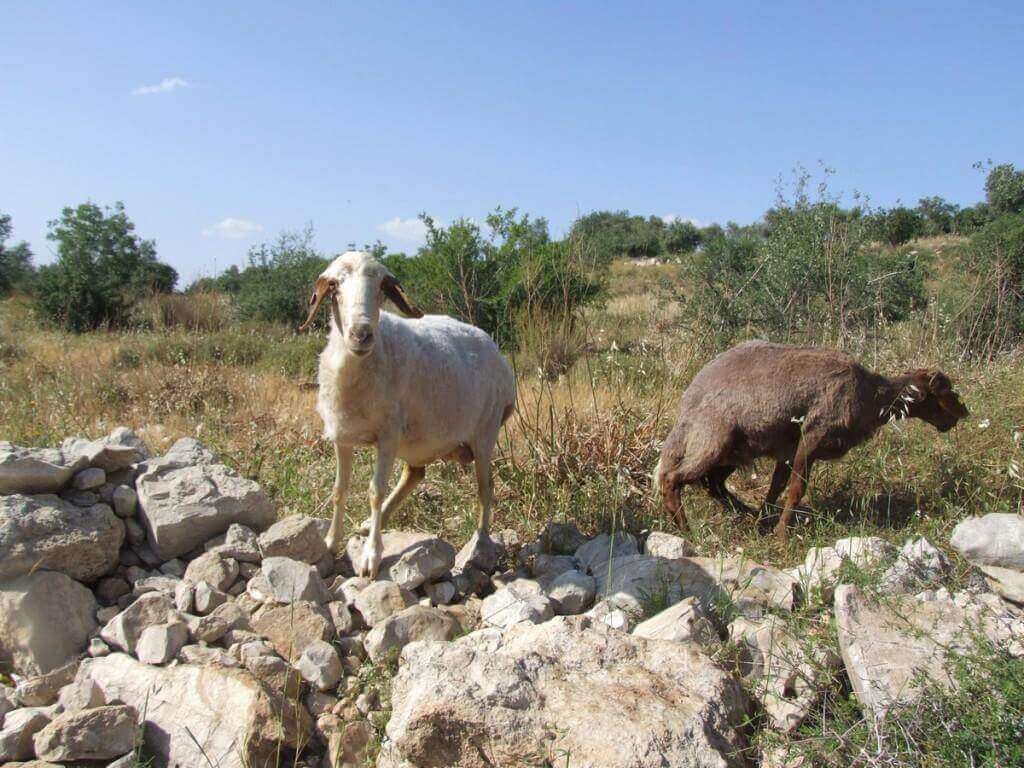 פארק בריטניה