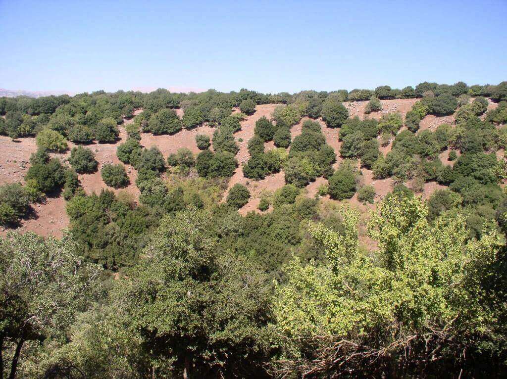 יער אודם והג''ובה הגדולה