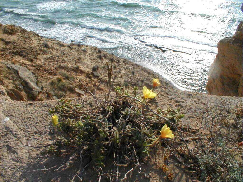 גן לאומי השרון