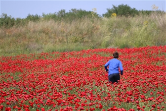 דרום בלב 2026: חודש שלם של כלניות, טעמים וחוויות בצפון הנגב