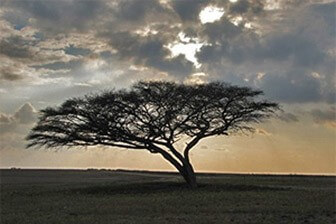 סאלאמת- מרכז תרבות, אירוח בדואי