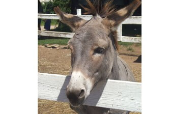 תמונה שצולמה בגן חי הגושרים - 1 תמונה של גן חי הגושרים - 1