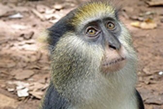 תמונה שצולמה בפארק הקופים - 1 תמונה של פארק הקופים - 1