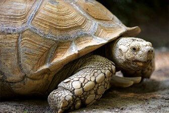 תמונה שצולמה בפארק הזוחלים - 1 תמונה של פארק הזוחלים - 1