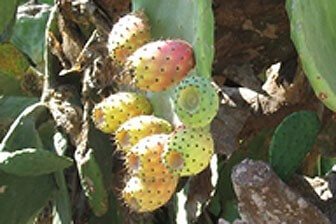 תמונה שצולמה בחוות צברי אורלי - 1 תמונה של חוות צברי אורלי - 1