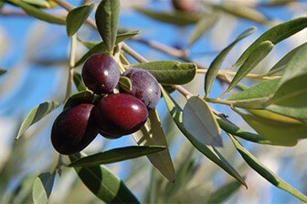 תמונה שצולמה במשק טויסטר - 1 תמונה של משק טויסטר - 1