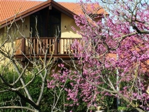 סוזנה באודם